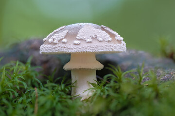 Macro shot of a small European false blushing amanita (Amanita excelsa) in moss
