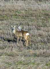 Roe deer in spring, Latgelė (Latvian nature).