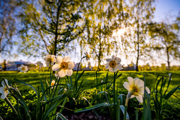 Narcissus blooms in the grass, illuminated by the sun, against the background of trees.