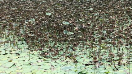 Dense lotus field with dried seed pods and green leaves, covering a tranquil pond in a serene natural setting