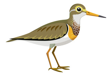 Sandpiper  vector illustration