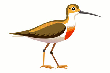 Sandpiper  vector illustration