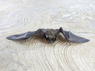 Dead Bat on a Concrete Floor with Wings Spread Out
