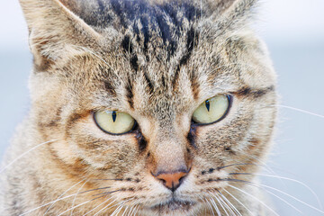 島の守り神の美しい猫たち。
日本国静岡県伊豆半島賀茂郡南伊豆町中木から渡し船で渡るヒリゾ浜にて。
2022年夏水中撮影。
Beautiful cats, the guardians of the island.
