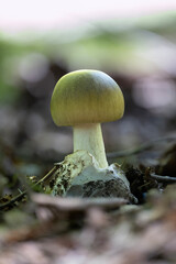 Close-up of the deadly poisonous death cap mushroom (Amanita phalloides)