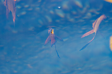 水面を泳ぐ、美しいナンヨウツバメウオ（ツバメウオ属）の幼魚の群れ。

日本国静岡県伊豆半島賀茂郡南伊豆町中木から渡し船で渡るヒリゾ浜にて。
2022年夏水中撮影。

A school of beautiful juvenile Orbicular Batfish (Platax orbicularis) swimming in surface water.

Hirizohama beach, b