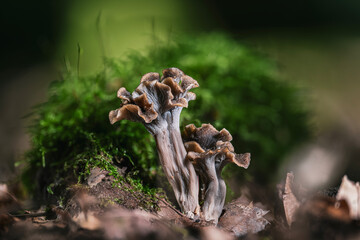 Closeup of sinuous chanterelle mushrooms (Craterellus sinuosus) in autumn