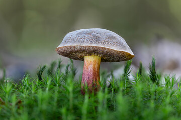 Closeup of a red cracking bolete mushroom  (xerocomellus chrysenteron)