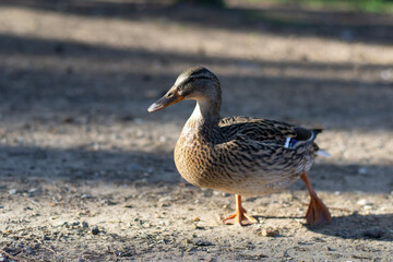 Female Mallard Duck Strolling on Sunlit Path