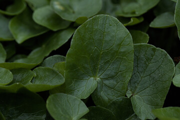 close up of green leaves on the ground