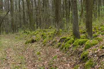 green forest full of moss-covered stones