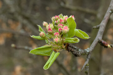 a flowering plant photographed from close up
