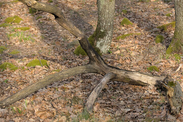 a branch on the ground in a forest full of fallen leaves