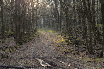 the path through the forest illuminated by sunlight