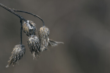 close-up of a dried plant