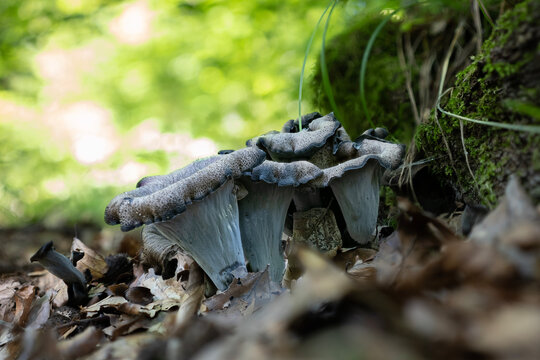 A group of fresh black trumpet mushrooms (Craterellus cornucopioides) in the forest