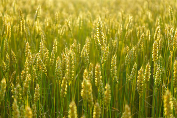 View of a yellow wheat field