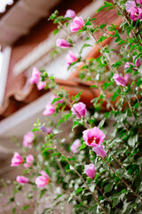 pink and white flowers