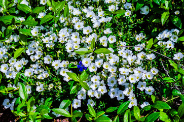 Düsseldorfer Stolz.