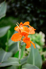 orange tiger lily
