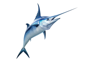 Blue marlin fish isolated on transparent background