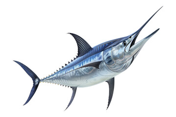 Blue marlin fish isolated on transparent background