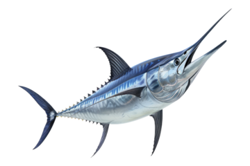 Blue marlin fish isolated on transparent background