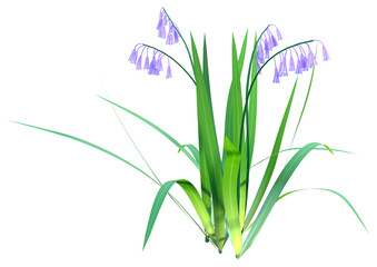 3D Rendering Bluebell Flowers on White
