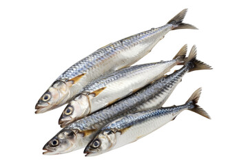 Fototapeta premium Raw fresh herring fish isolated on transparent background