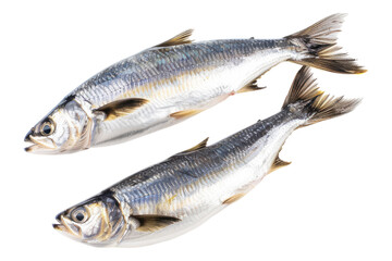 Fototapeta premium Raw fresh herring fish isolated on transparent background