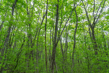 岩木山のブナ森林03