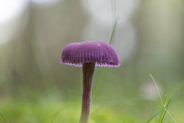 Macro shot of an amethyst deceiver mushroom (Laccaria amethystina) in autumn