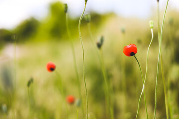 Poppy flowers in the field. Multicolored poppy flowers.