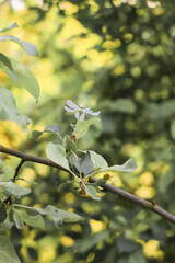 Spring blooming flowers. Spring day. Early spring.