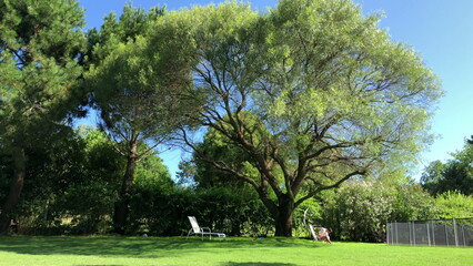 Backyard home garden with large tree