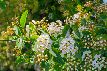 White flowers texture background closeup, blooming decorative spiraea, spirea, meadowsweets