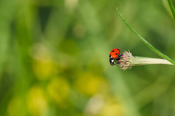 ladybug perching on the plant close-up