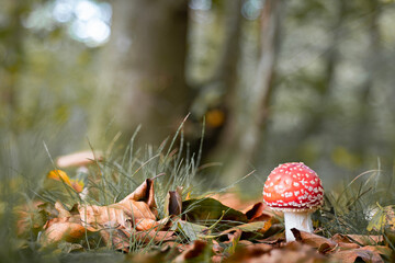 A perfect fly agaric mushroom (Amanita muscaria) in autumn