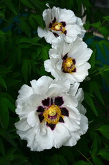 white peony flowers Paeonia Suffruticosa close up