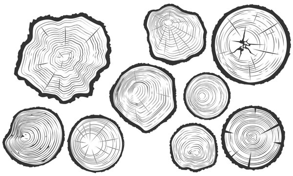 Tree trunk cuts with cracks, wood saw cuts set, timber texture, segment of tree growth rings, vector