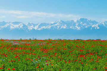 Field of red poppy flowers on a clear sunny day. In the background are snow-capped mountains. © lizavetta