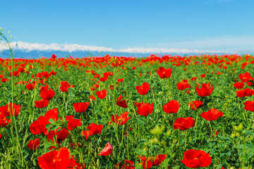Field of red poppy flowers on a clear sunny day. In the background are snow-capped mountains.