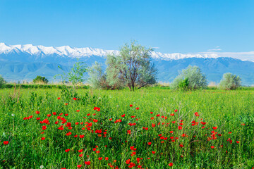 Field with poppy flowers and tree against the backdrop of snow-capped mountains.