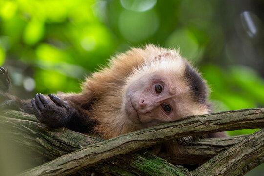 White-fronted capuchin (Cebus albifrons) lying down on tree branch, Tayrona National Park, Magdalena, Colombia. 