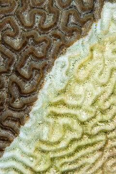 Detail of Symmetrical brain coral (Diploria strigosa) infected by Stony Coral Tissue Loss Disease (SCTLD), Grand Cayman, Cayman Islands,  Caribbean Sea. 