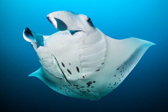 Reef manta (Mobula alfredi) swimming in open water with a Remora (Remora remora) swimming below, North Ari Atoll, Maldives, Indian Ocean. 