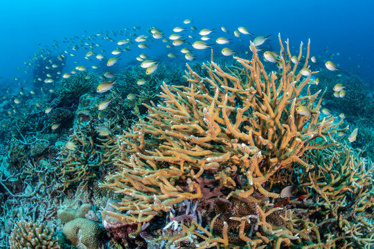 Ternate chromis (Chromis ternatensis) school swimming over Staghorn coral (Acropora sp.) on a reef, Laamu Atoll, Maldives, Indian Ocean. 