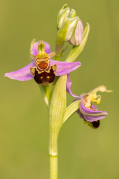 Close up of Bee orchid (Ophrys apifera) in flower. Dorset, UK. June.  
