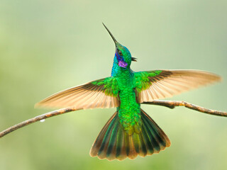 Male Sparkling violetear hummingbird (Colibri coruscans) courtship display, showing ears, cloud forest, Ecuador. 