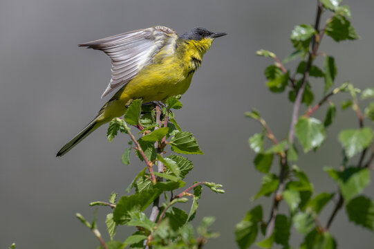Grey-headed wagtail (Motacilla flava thunbergi) perched on branch stretching wings, Hemsedal region, Norway. June. 